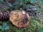 Lucfenyvesi rizike (Lactarius deterrimus), Őrség